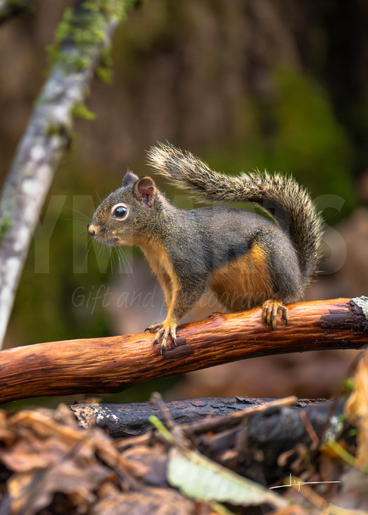 Matted print of photograph "Douglas squirrel" #00101