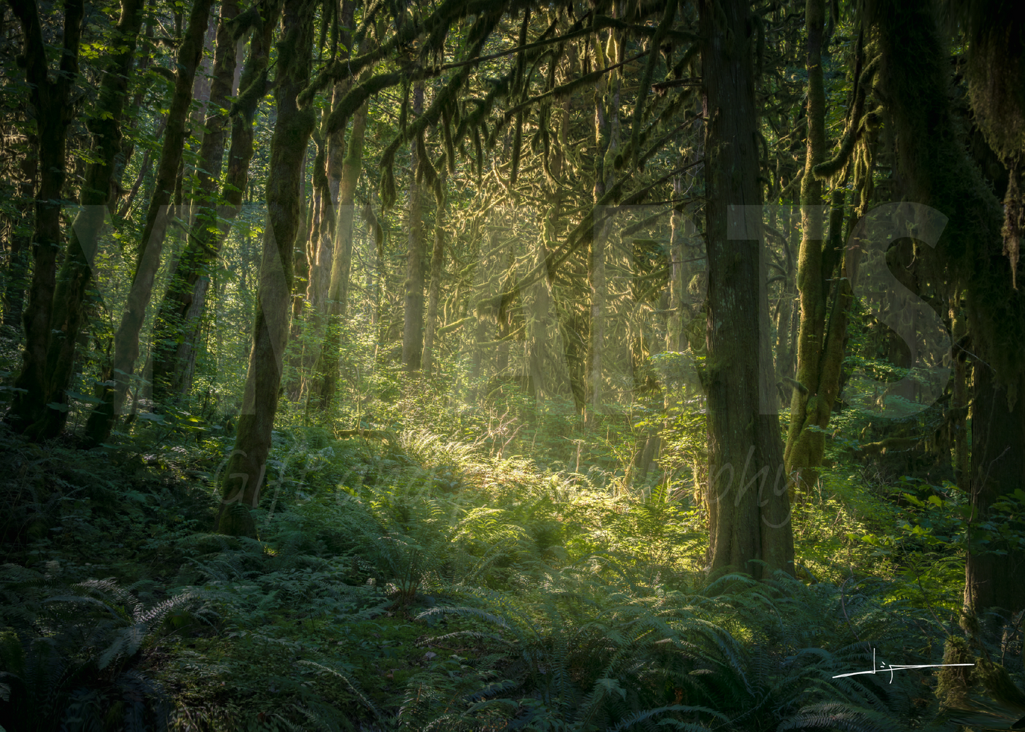 Matted print of photograph "Rain forest in Sea to Sky Country" #00201