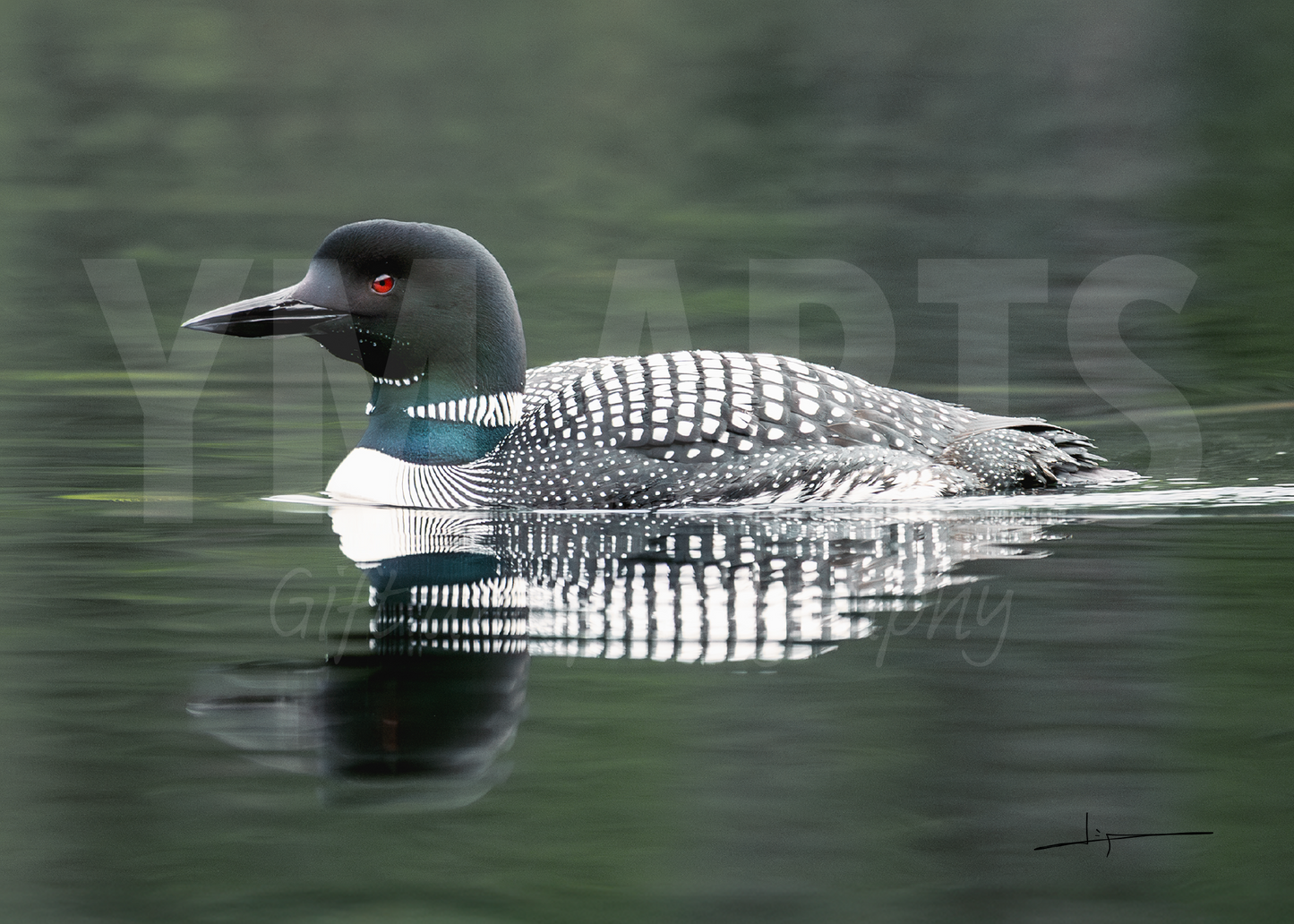 Matted print of photograph "Common loon" #00301