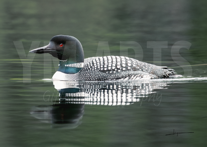 Matted print of photograph "Common loon" #00301