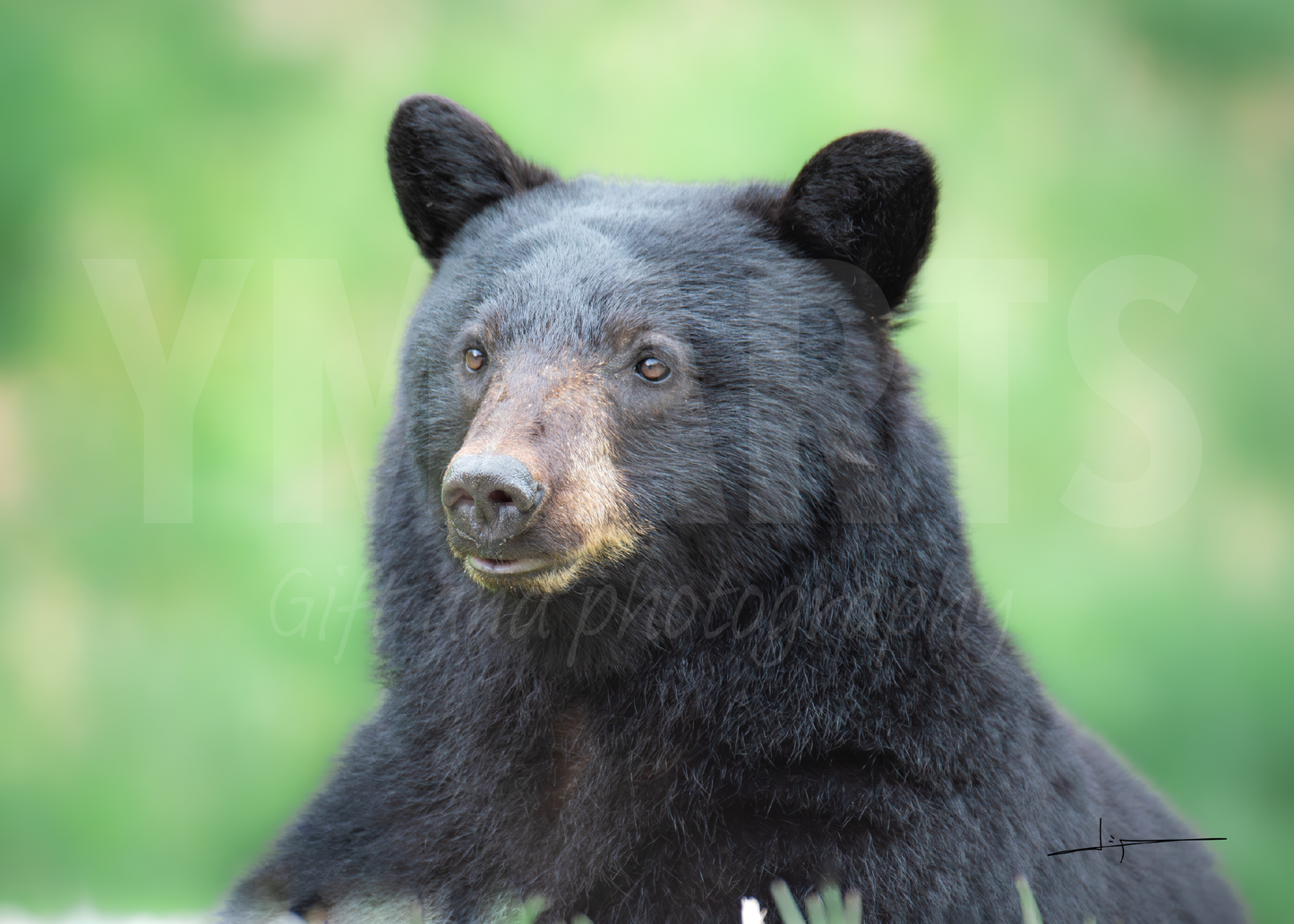 Matted print of photograph "Black bear gazing into the distance" wide #00601