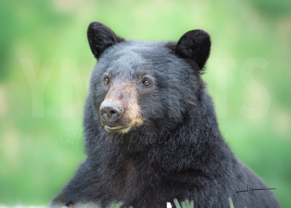 Matted print of photograph "Black bear gazing into the distance" wide #00601
