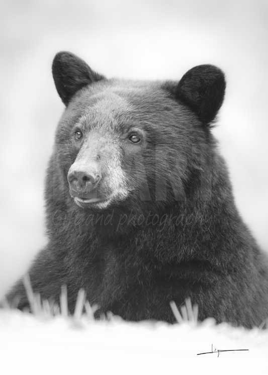 Matted print of photograph "Black bear gazing into the distance" portrait monochrome #00711