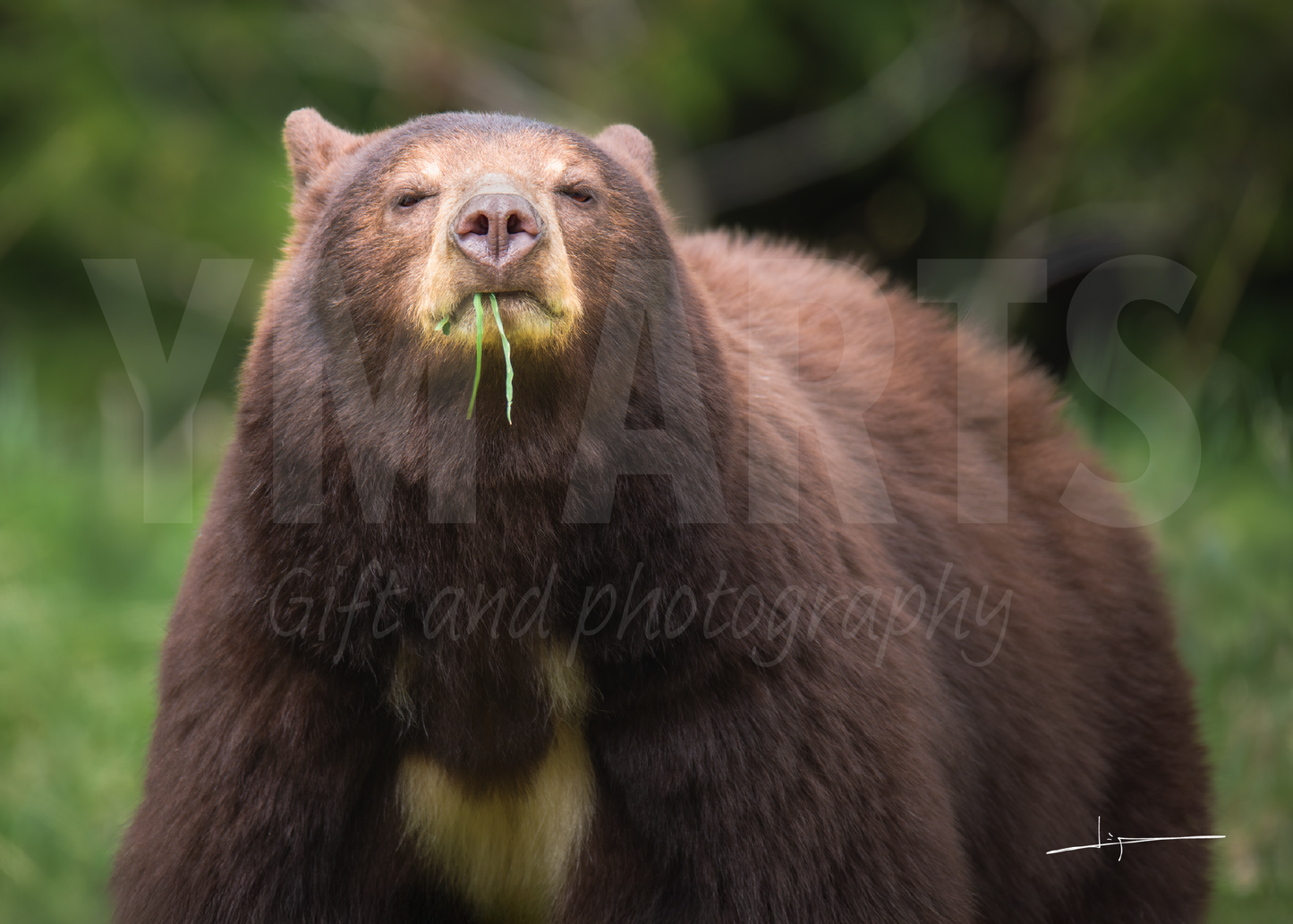 Matted print of photograph "Cinnamon bear eating young grass" (Medium wide) #00901