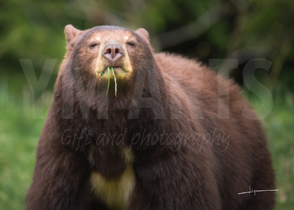 Matted print of photograph "Cinnamon bear eating young grass" (Medium wide) #00901