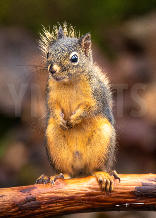 Matted print of photograph "Douglas squirrel" (front full shot) #01101