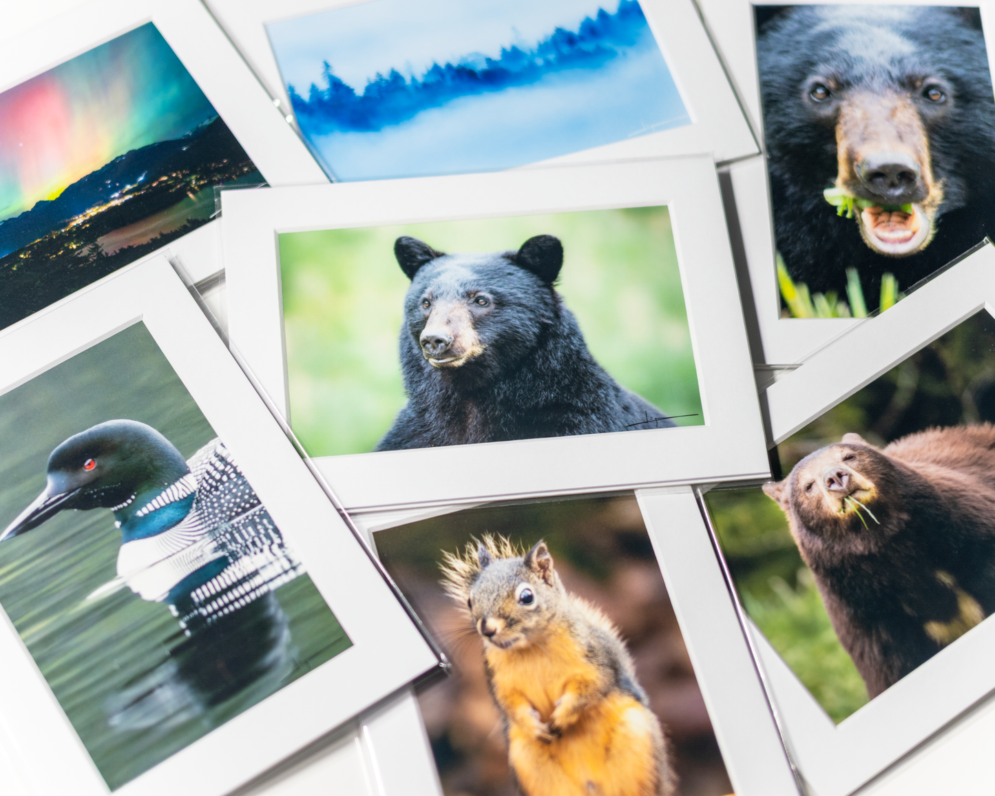 Matted print of photograph "Black bear gazing into the distance" portrait monochrome #00711