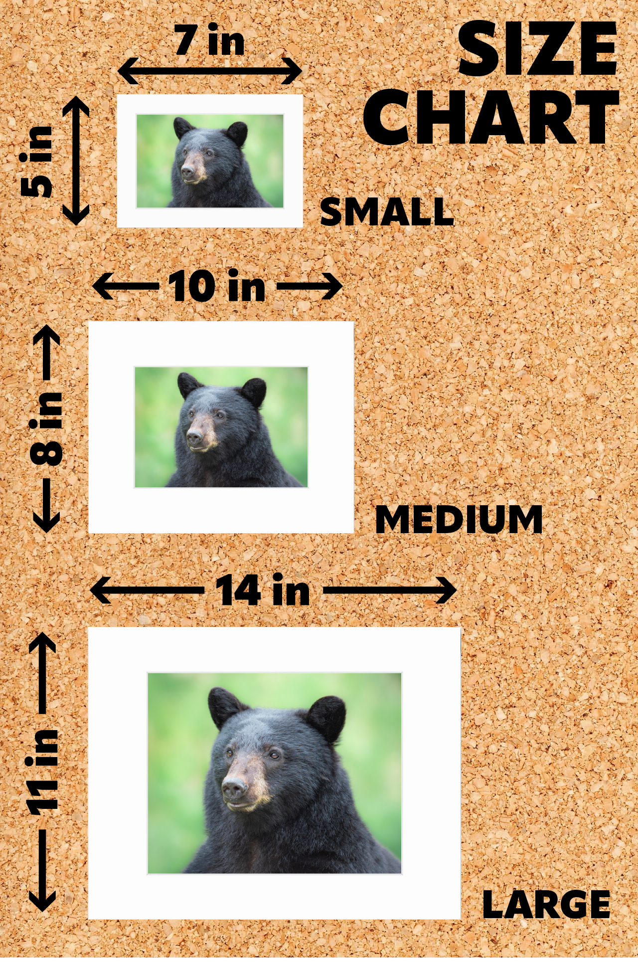 Matted print of photograph "Cinnamon bear eating young grass" (Medium wide) #00901