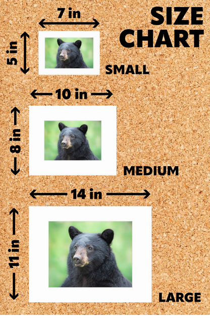 Matted print of photograph "Cinnamon bear eating young grass" (Medium wide) #00901