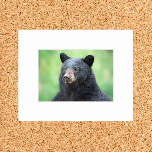 Matted print of photograph "Black bear gazing into the distance" wide #00601