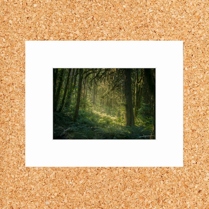 Matted print of photograph "Rain forest in Sea to Sky Country" #00201