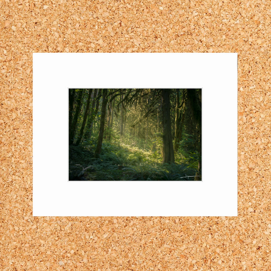 Matted print of photograph "Rain forest in Sea to Sky Country" #00201