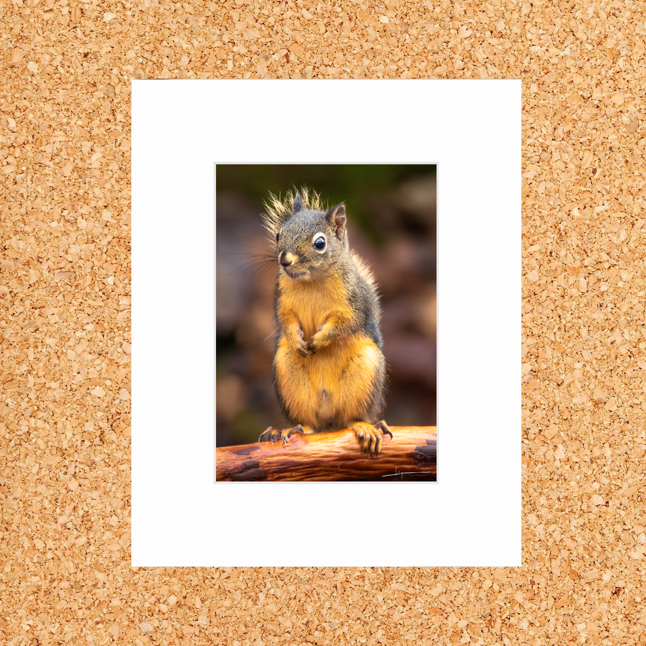 Matted print of photograph "Douglas squirrel" (front full shot) #01101