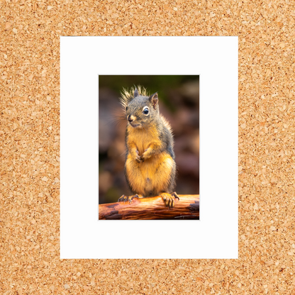 Matted print of photograph "Douglas squirrel" (front full shot) #01101