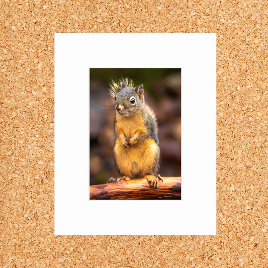 Matted print of photograph "Douglas squirrel" (front full shot) #01101