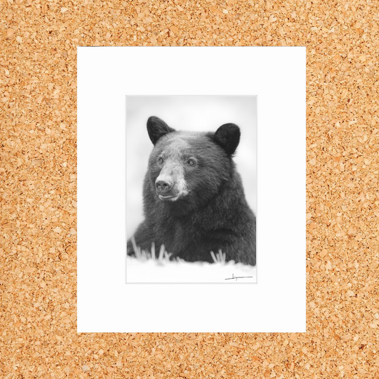Matted print of photograph "Black bear gazing into the distance" portrait monochrome #00711