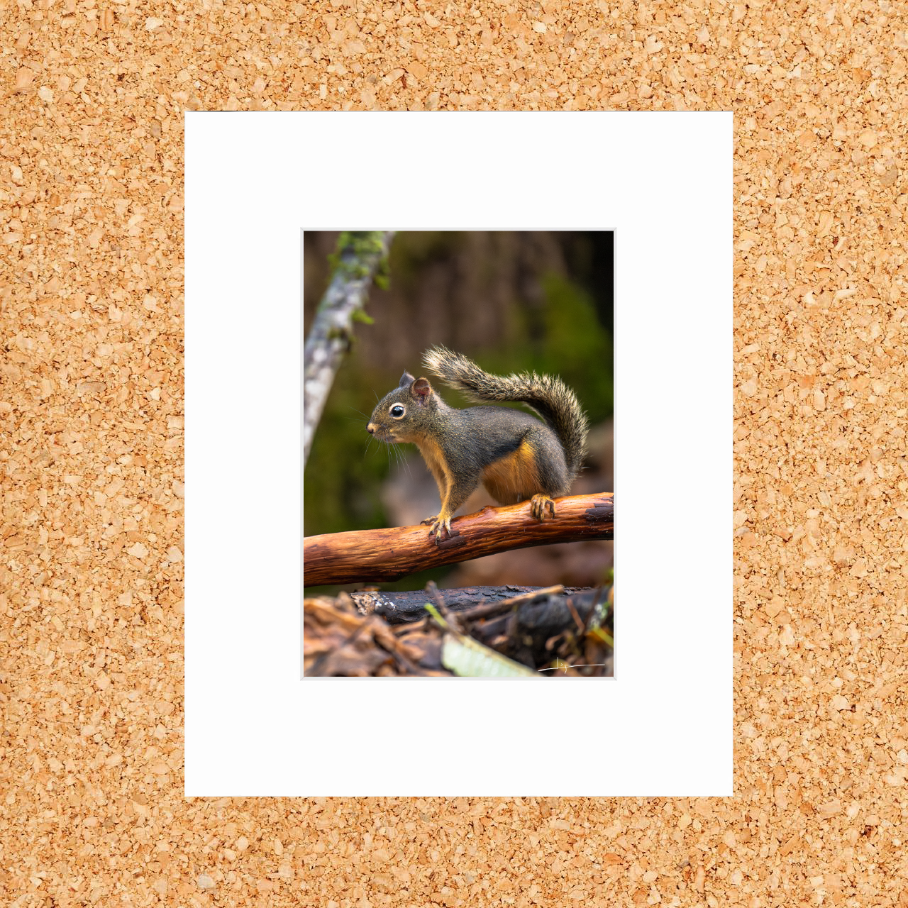 Matted print of photograph "Douglas squirrel" #00101