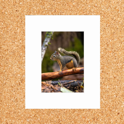 Matted print of photograph "Douglas squirrel" #00101