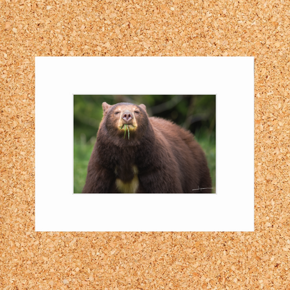 Matted print of photograph "Cinnamon bear eating young grass" (Medium wide) #00901