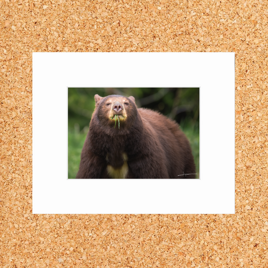 Matted print of photograph "Cinnamon bear eating young grass" (Medium wide) #00901
