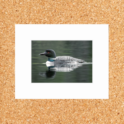 Matted print of photograph "Common loon" #00301