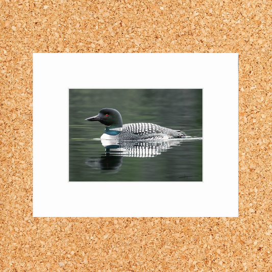 Matted print of photograph "Common loon" #00301